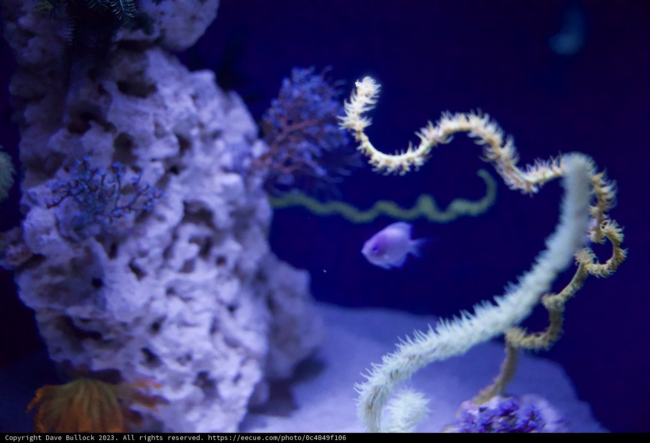 Underwater Magic: An Aquarium Adventure