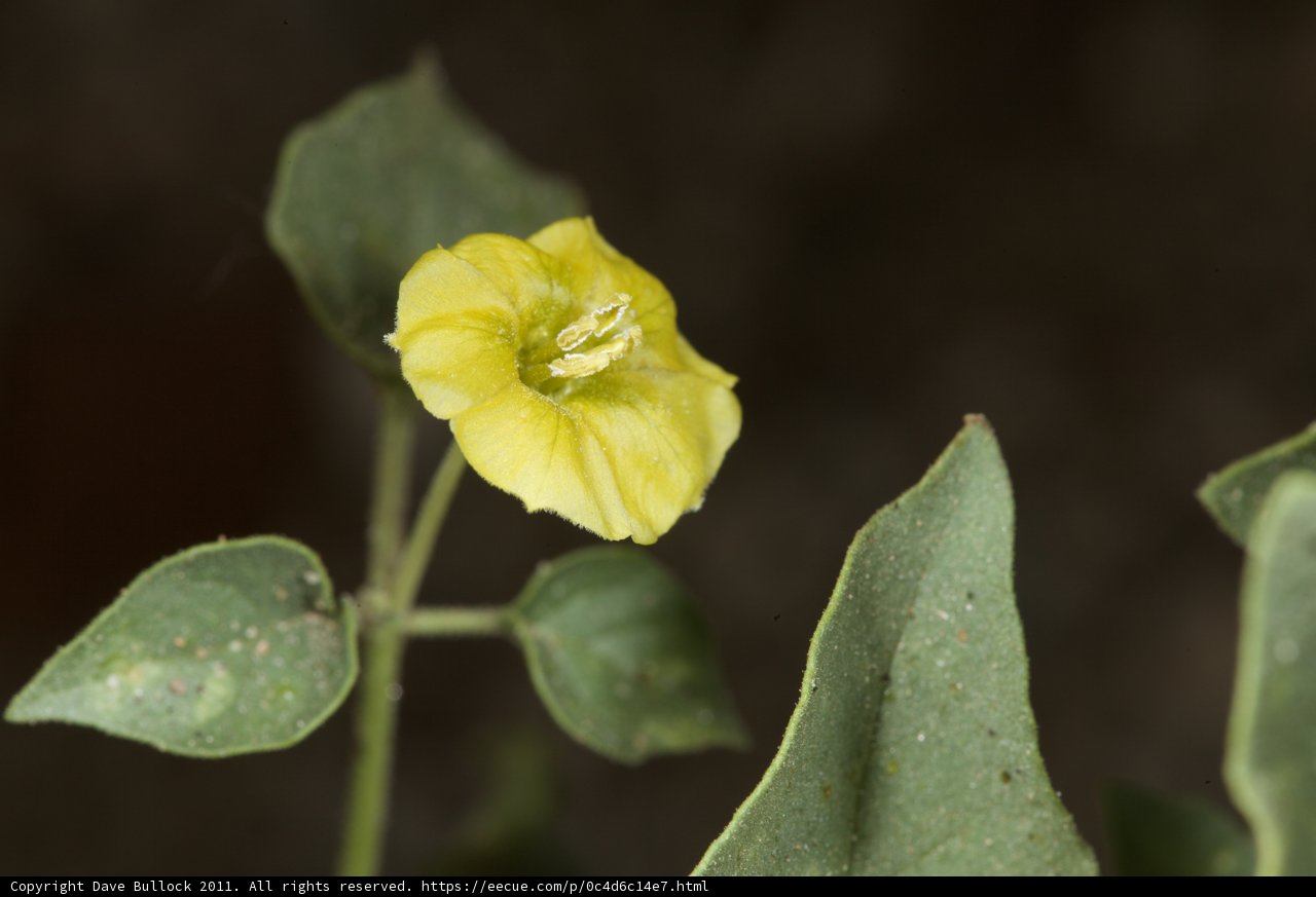 Solitary Bloom