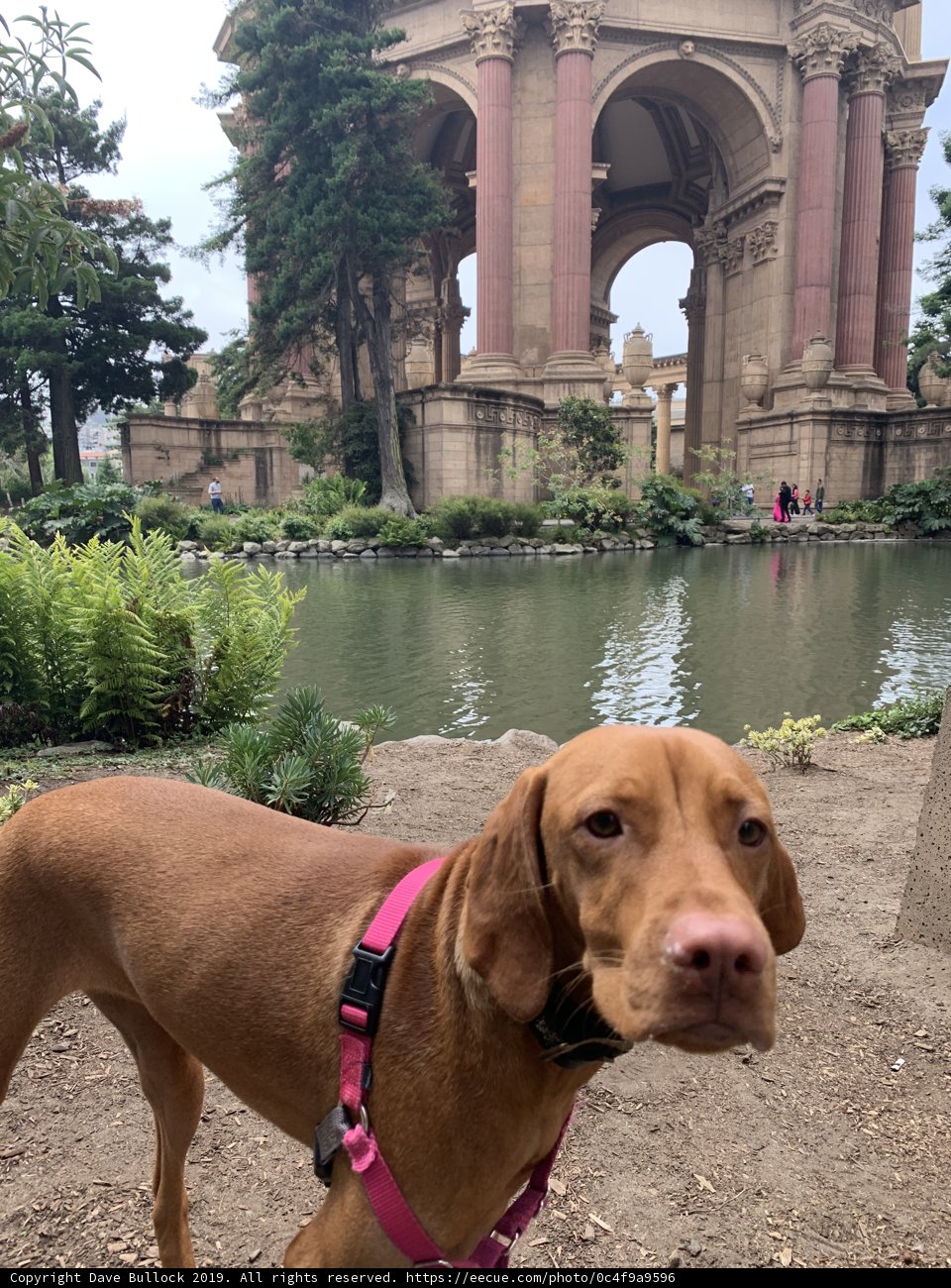 Palace Pupper