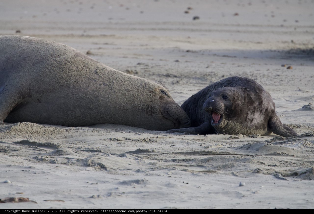 Elephant Seal Pup Vocalizing Next to Adult on Beach