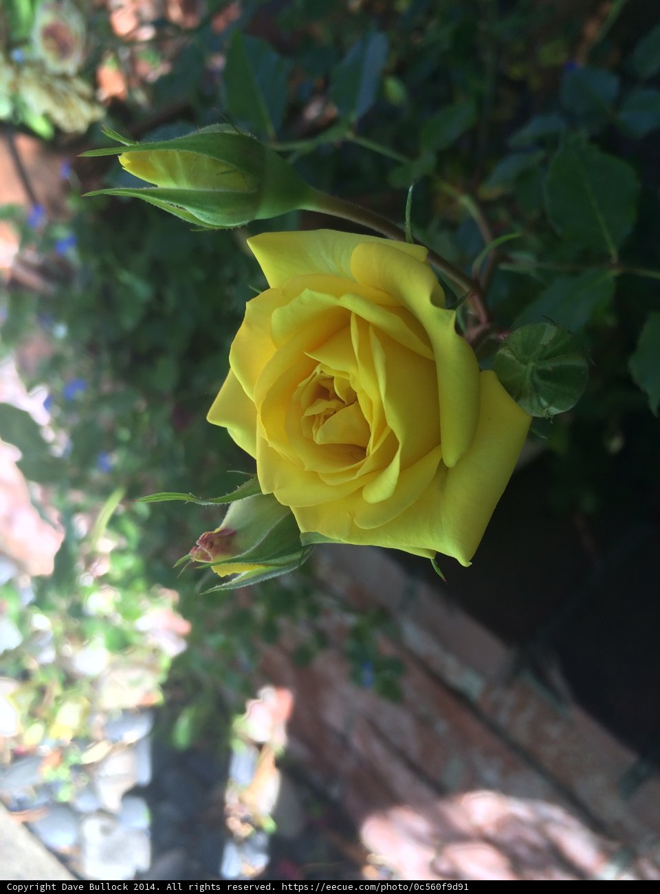 Sunny Rose