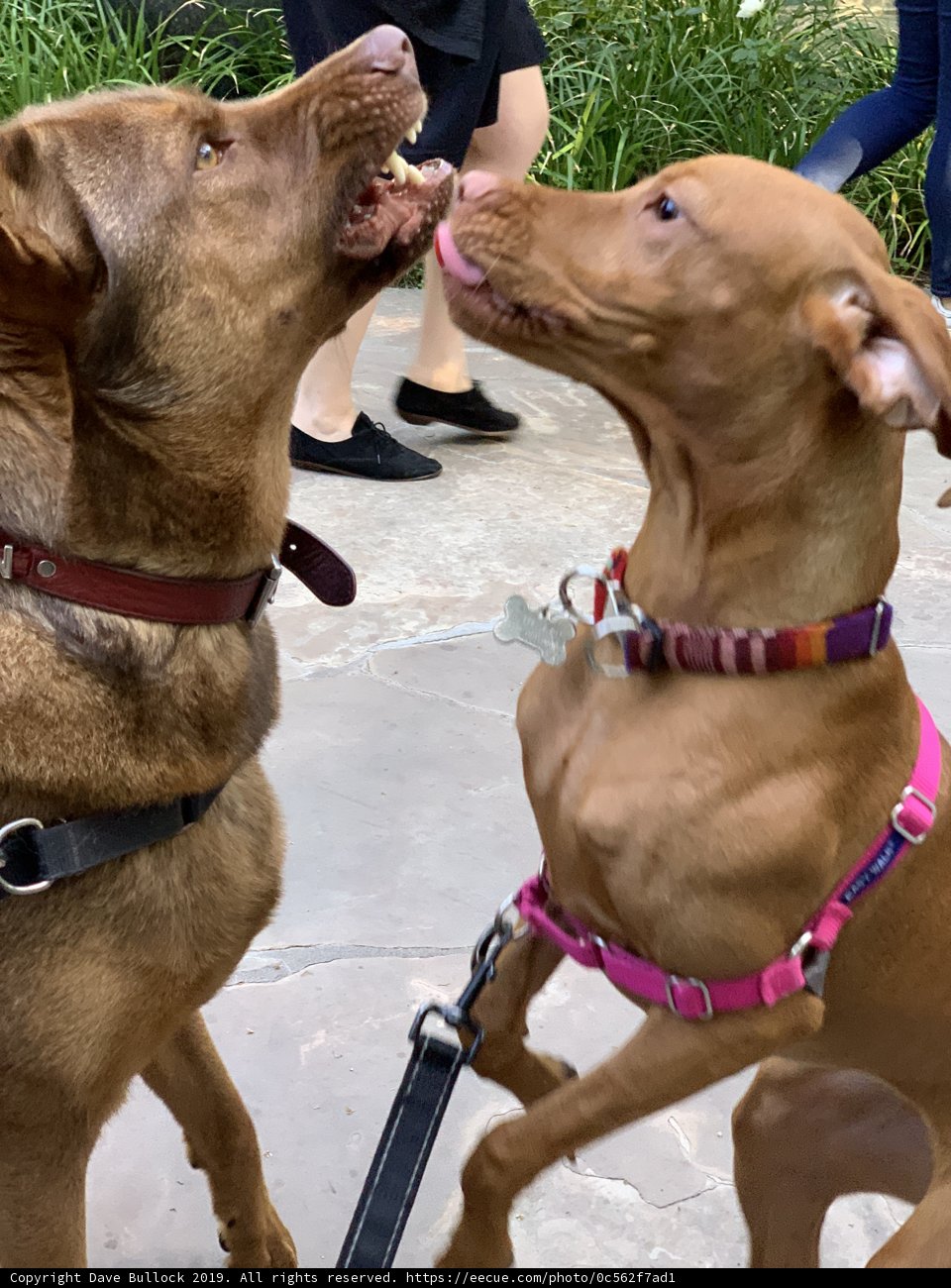 Canine Playdate in West Hollywood