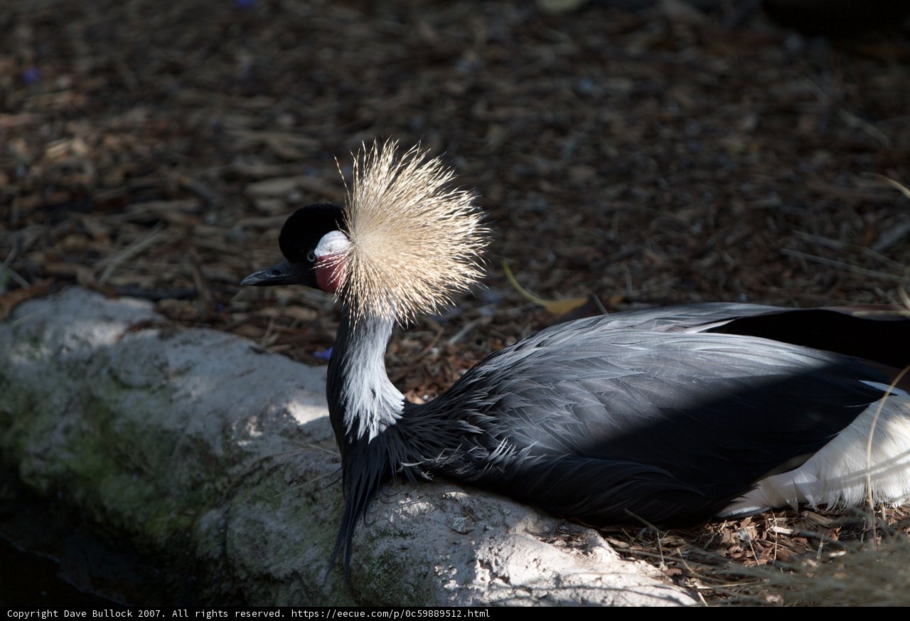 Punk Rock Crane