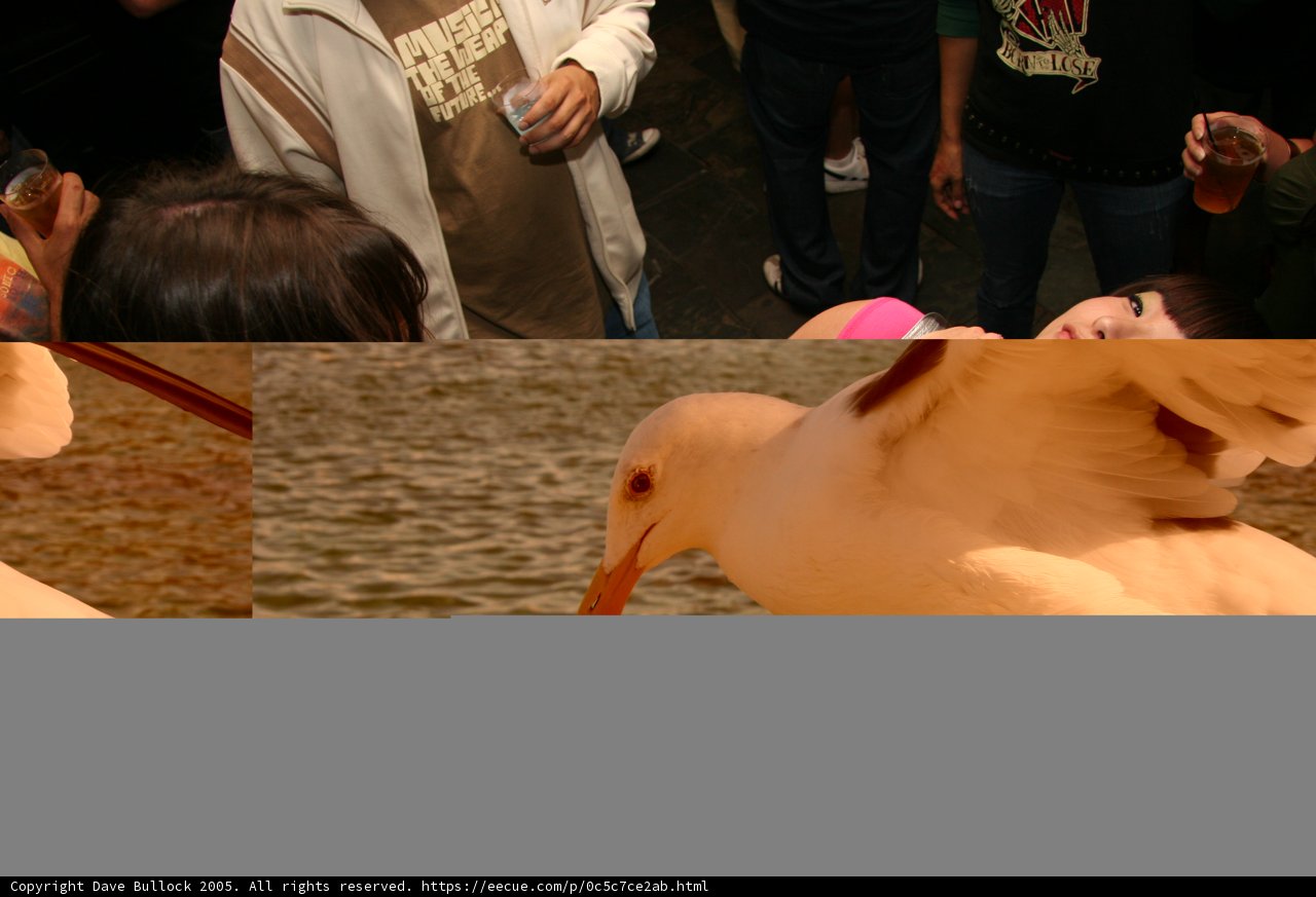 Seagull Soars Above the Crowd