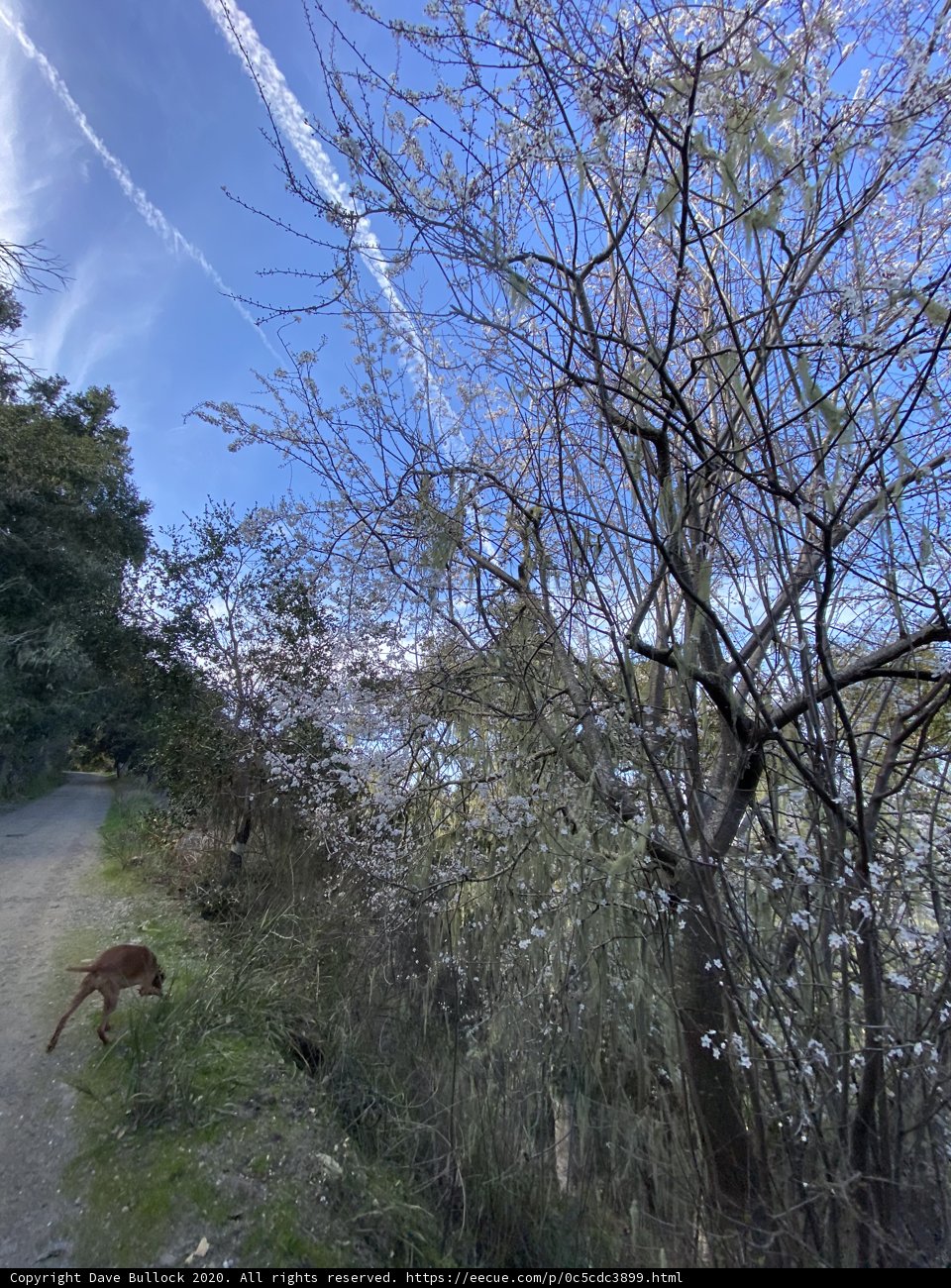 A Dog Walking through a Woodland Path