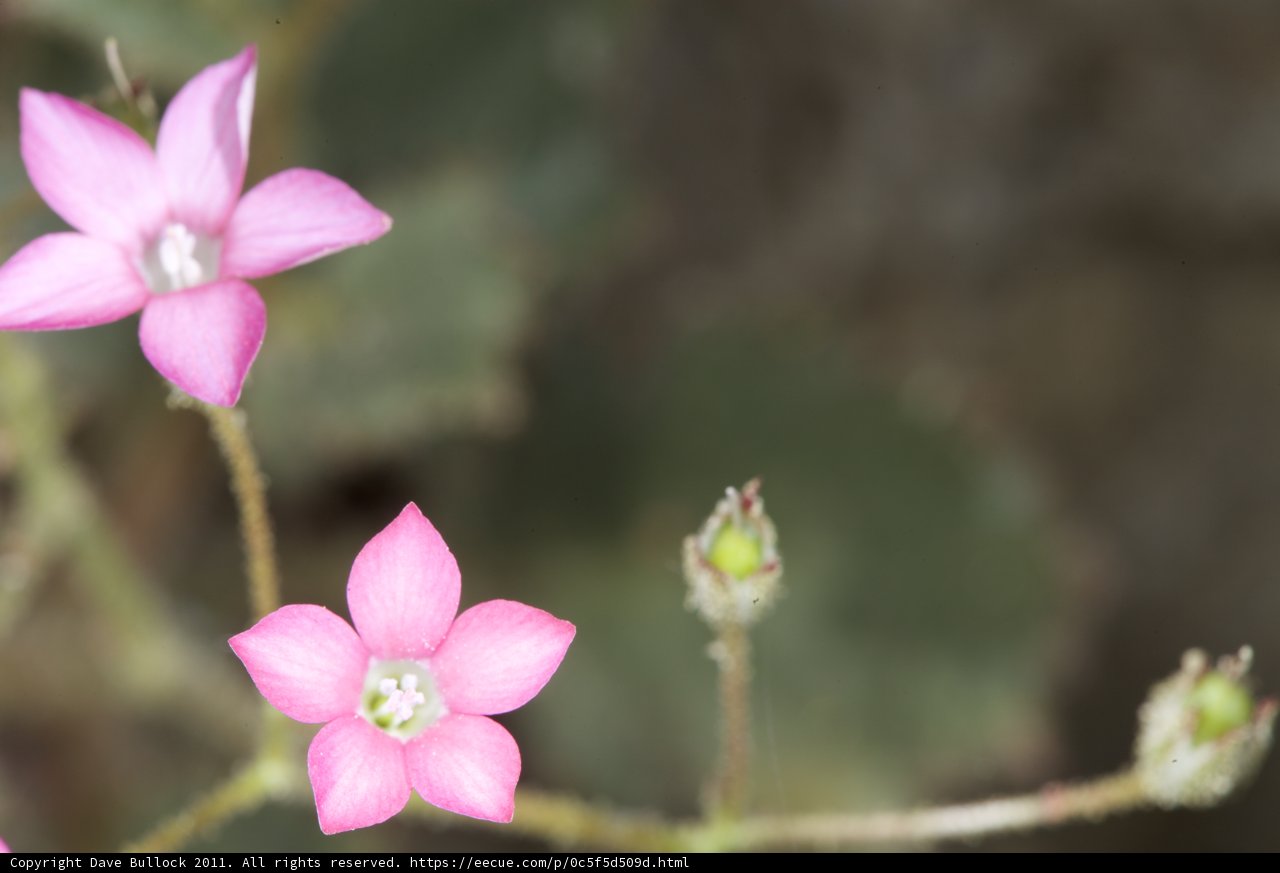 Pink Geranium Flowers in Bloom