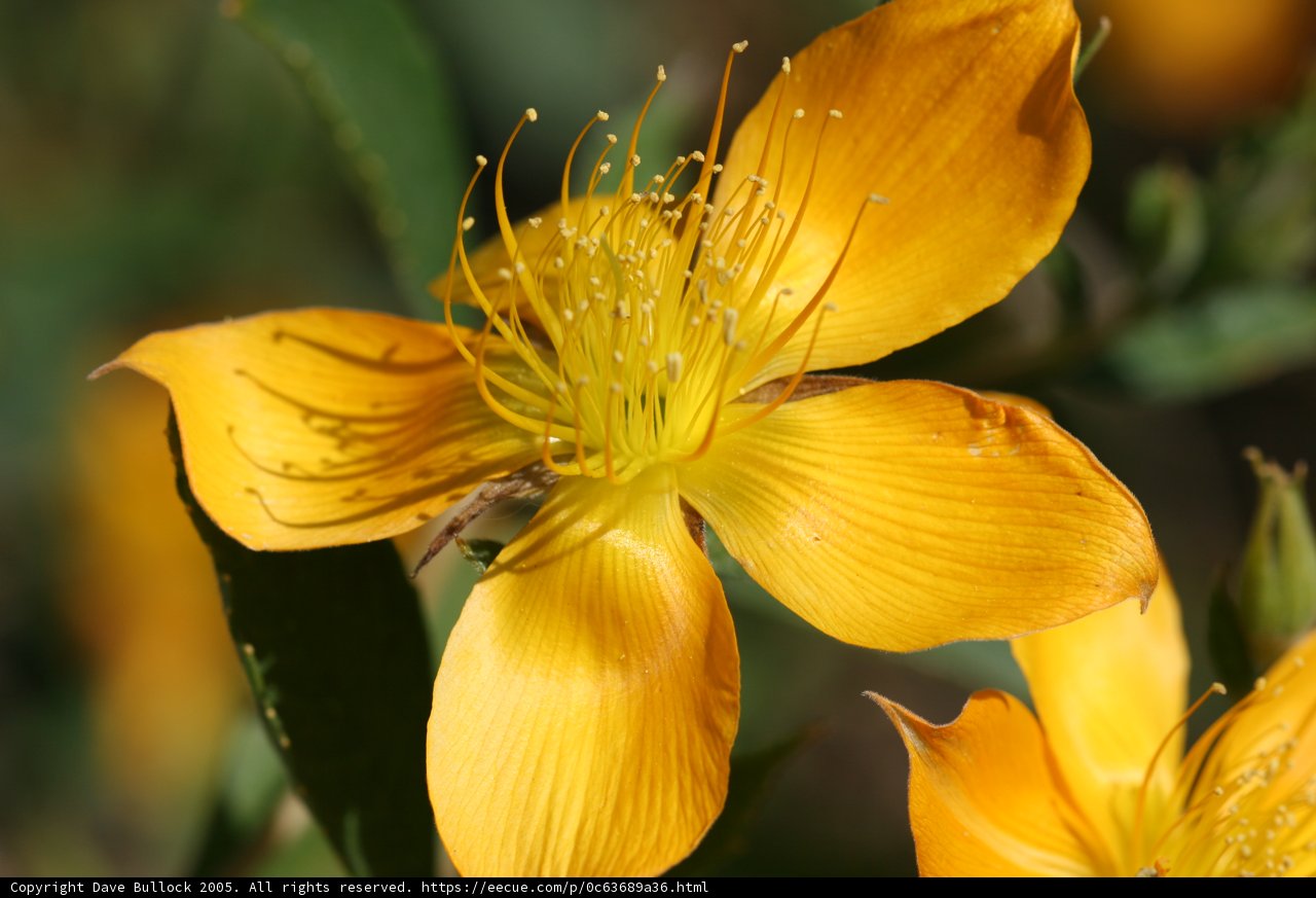 Sunlit Yellow Lily