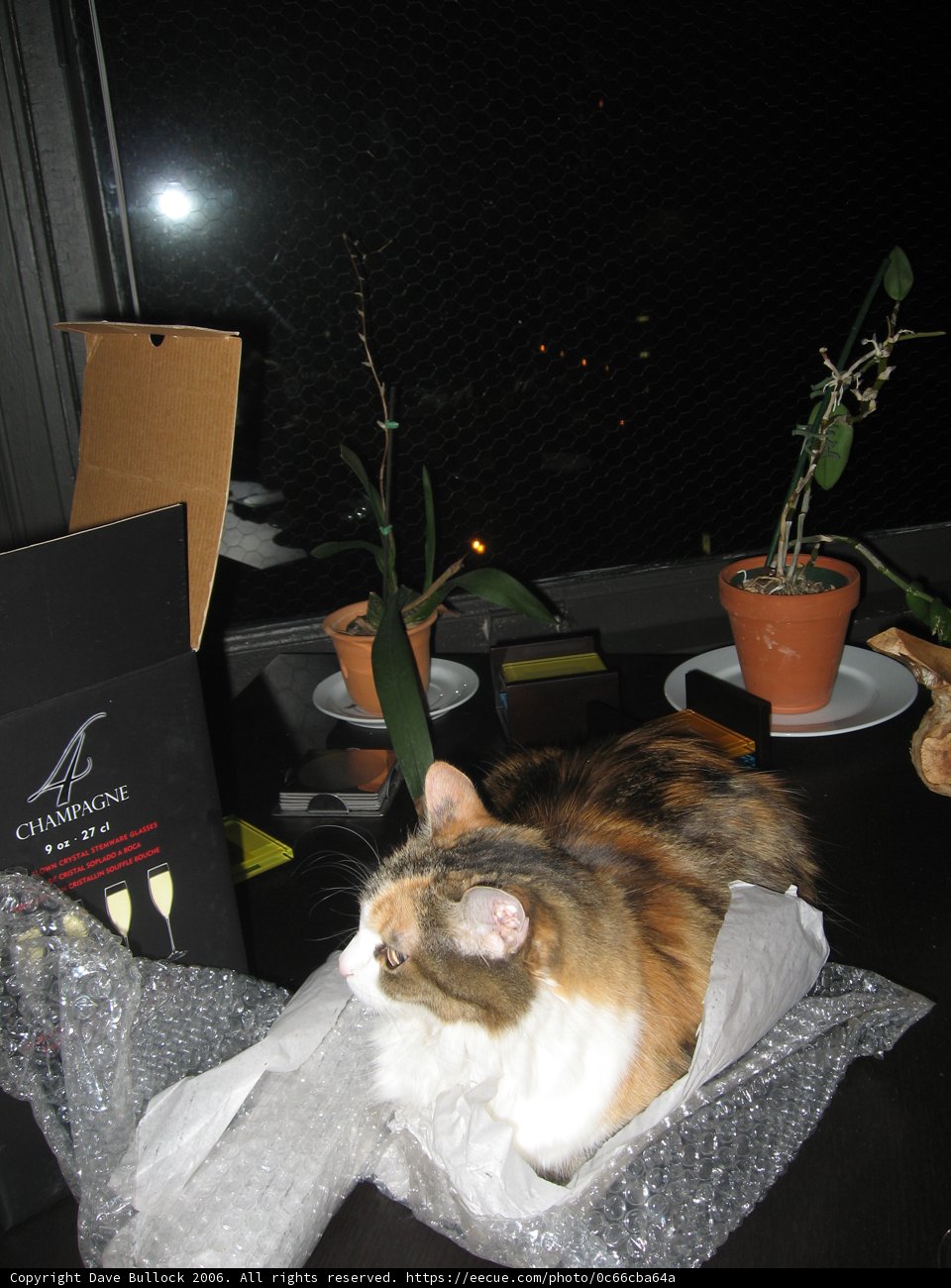 Feline Comforts