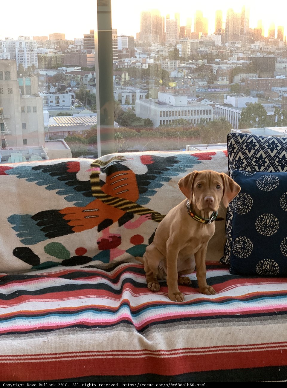 Cozy Pup on a Couch