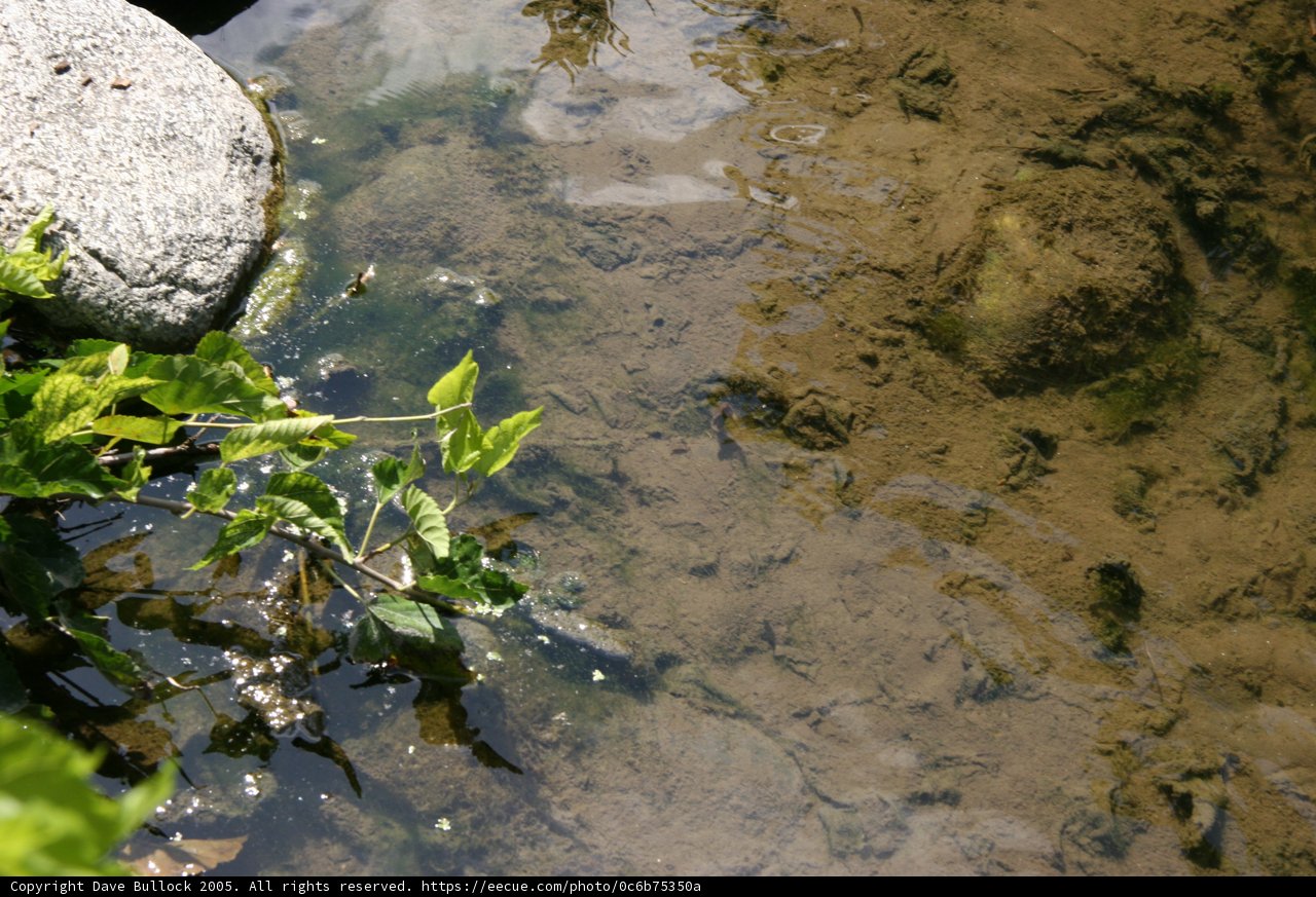 Serenity in the Stream