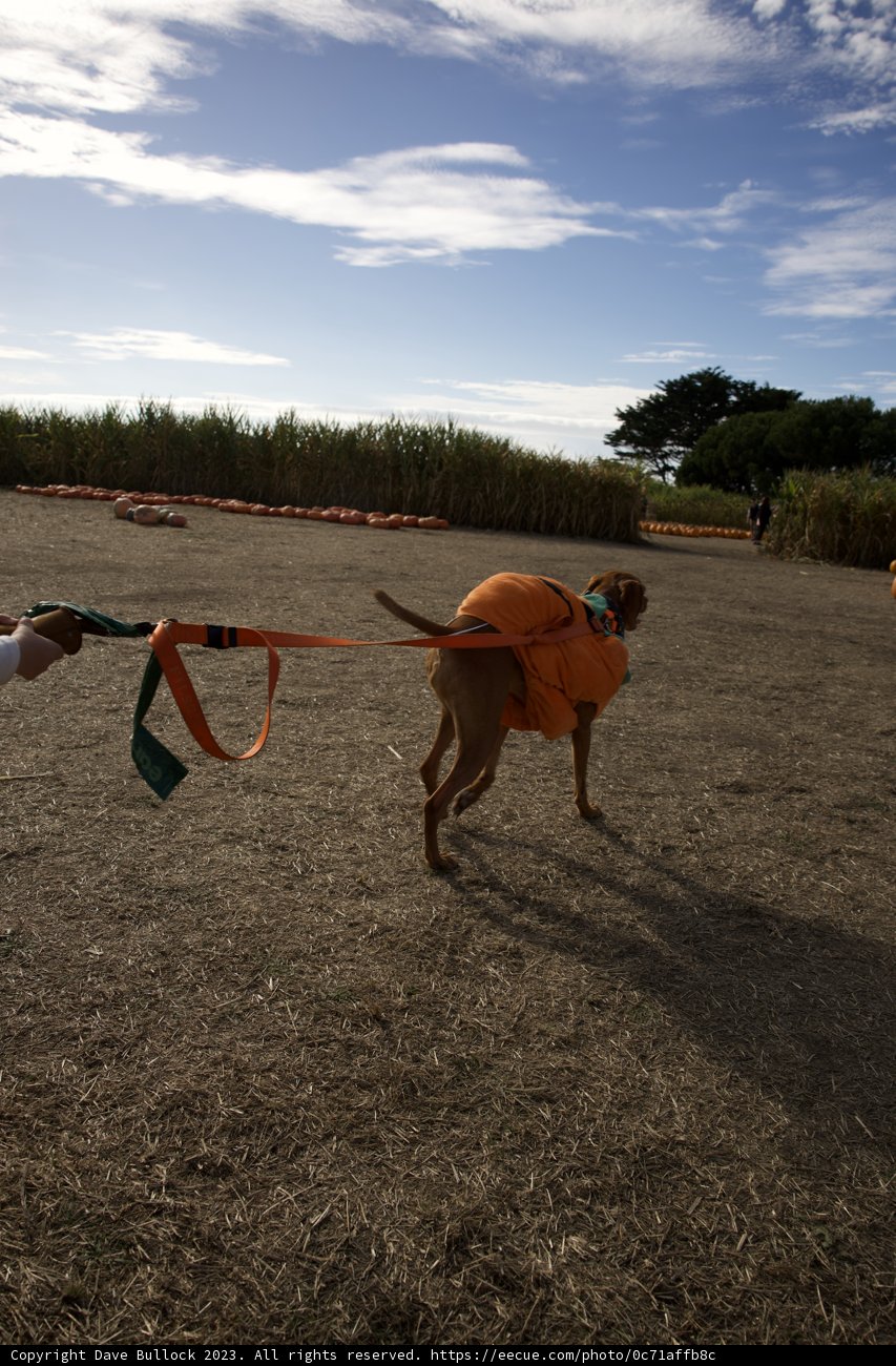 Strolling Pooch in Pumpkin Spice Attire