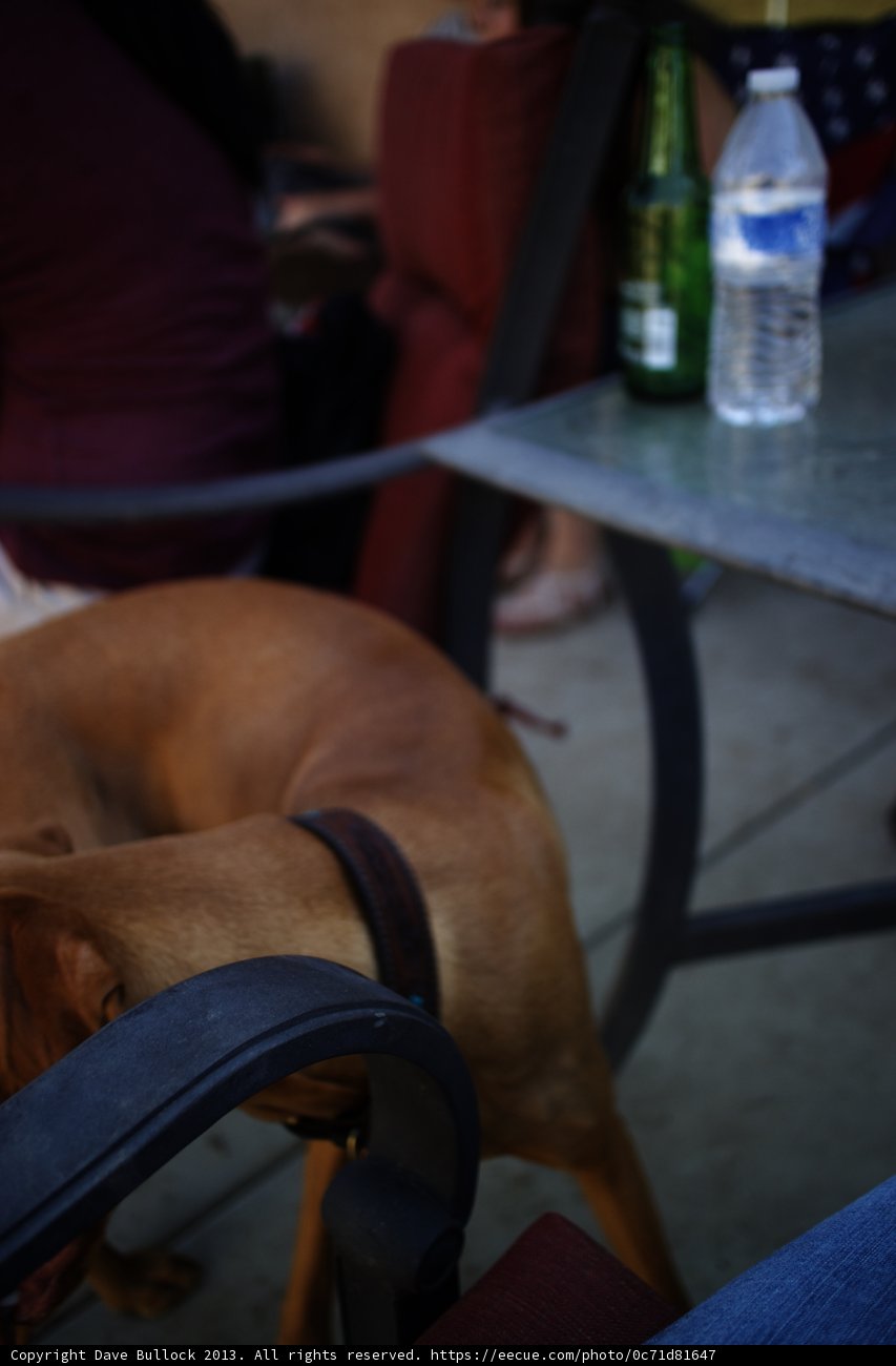 Dog and Owner Take a Sip