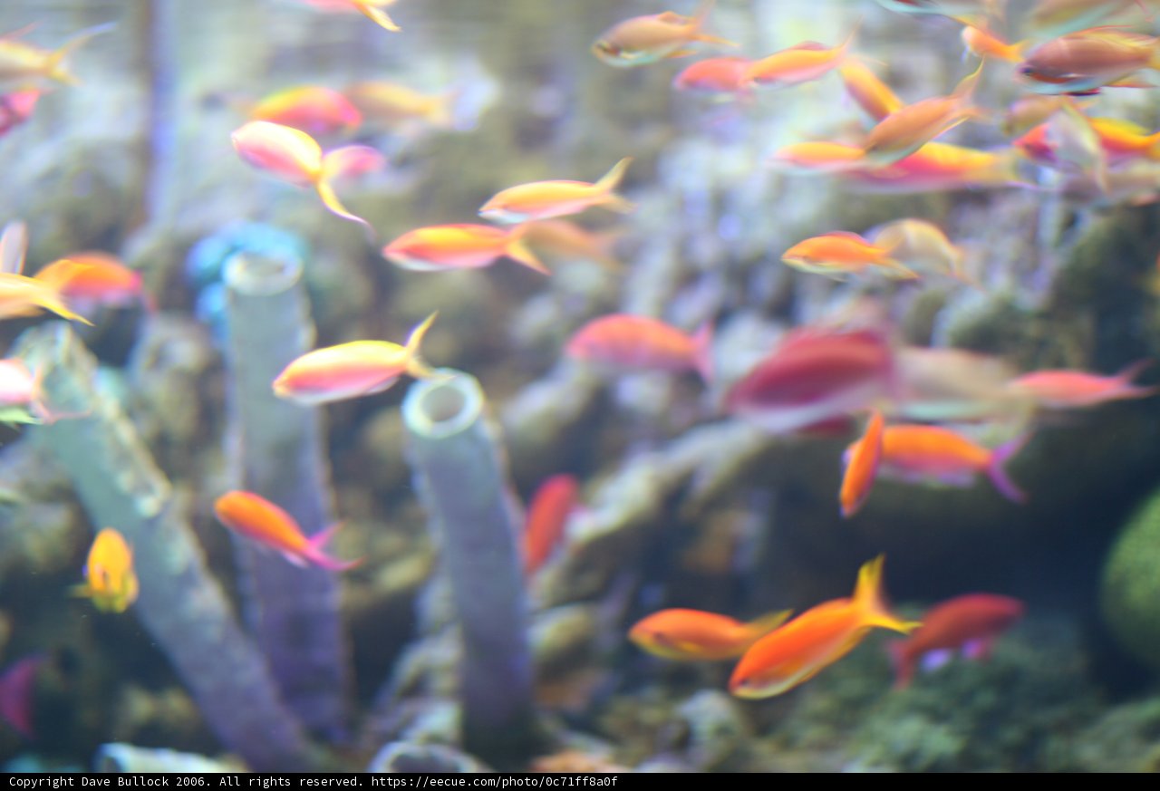 Colorful Fish in an Aquarium