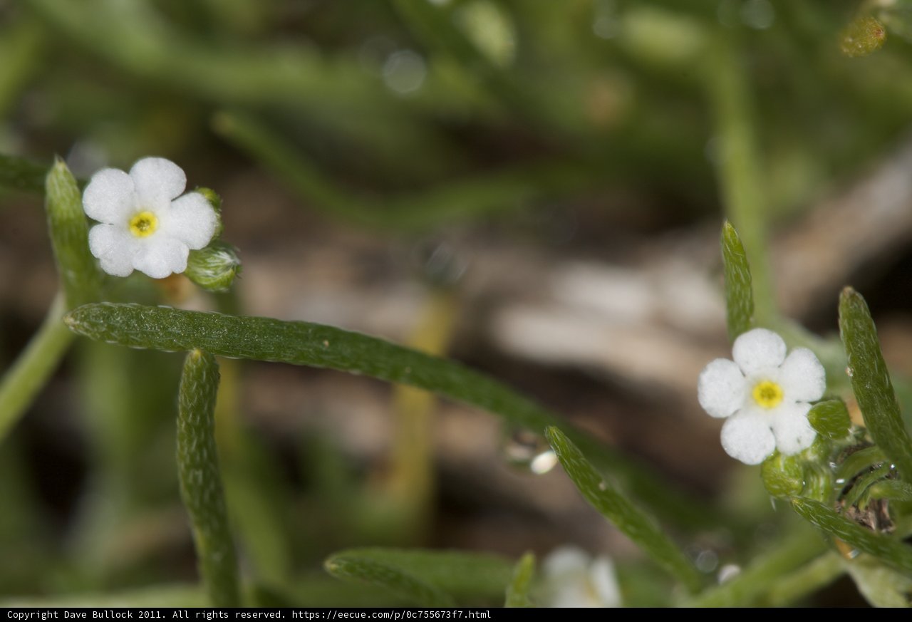 Delicate Blooms