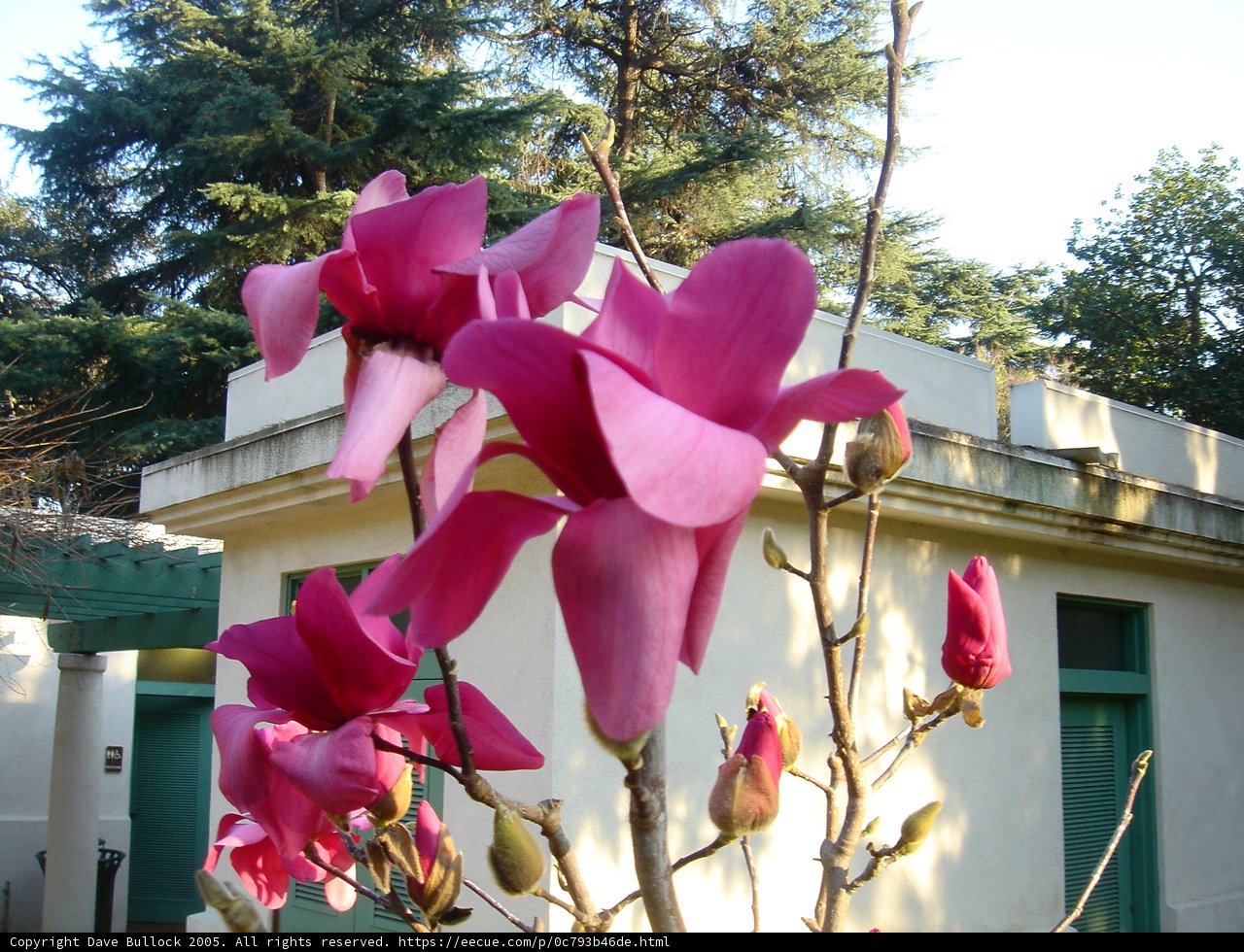 Blooming Beauty on the Balcony