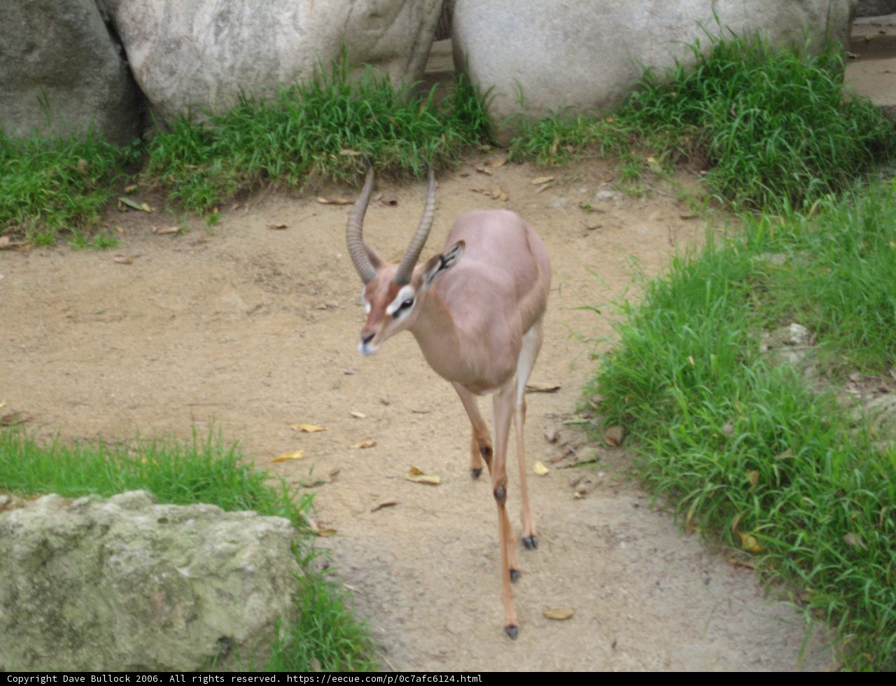 Graceful Antelope Strolls along the Path