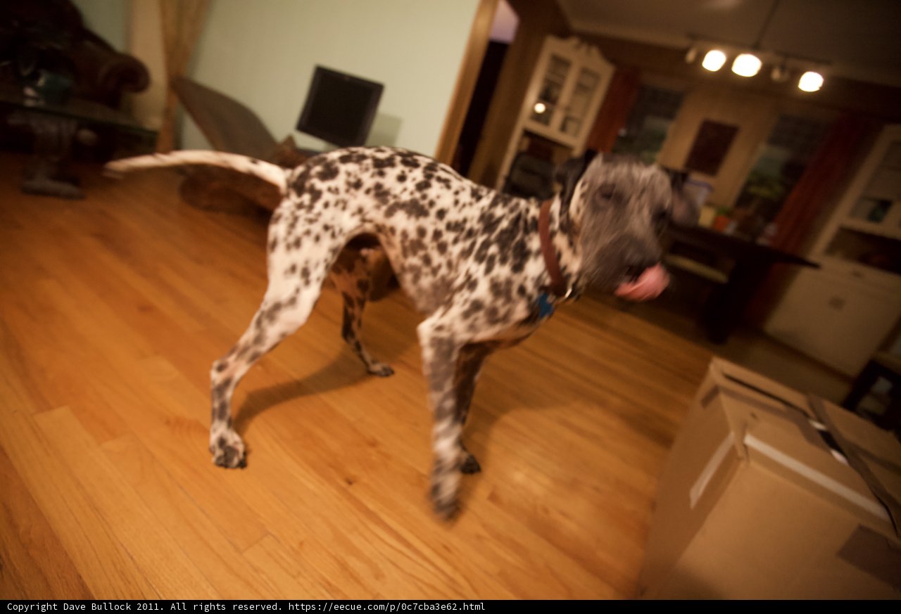 The Dalmatian and the Hardwood Floor