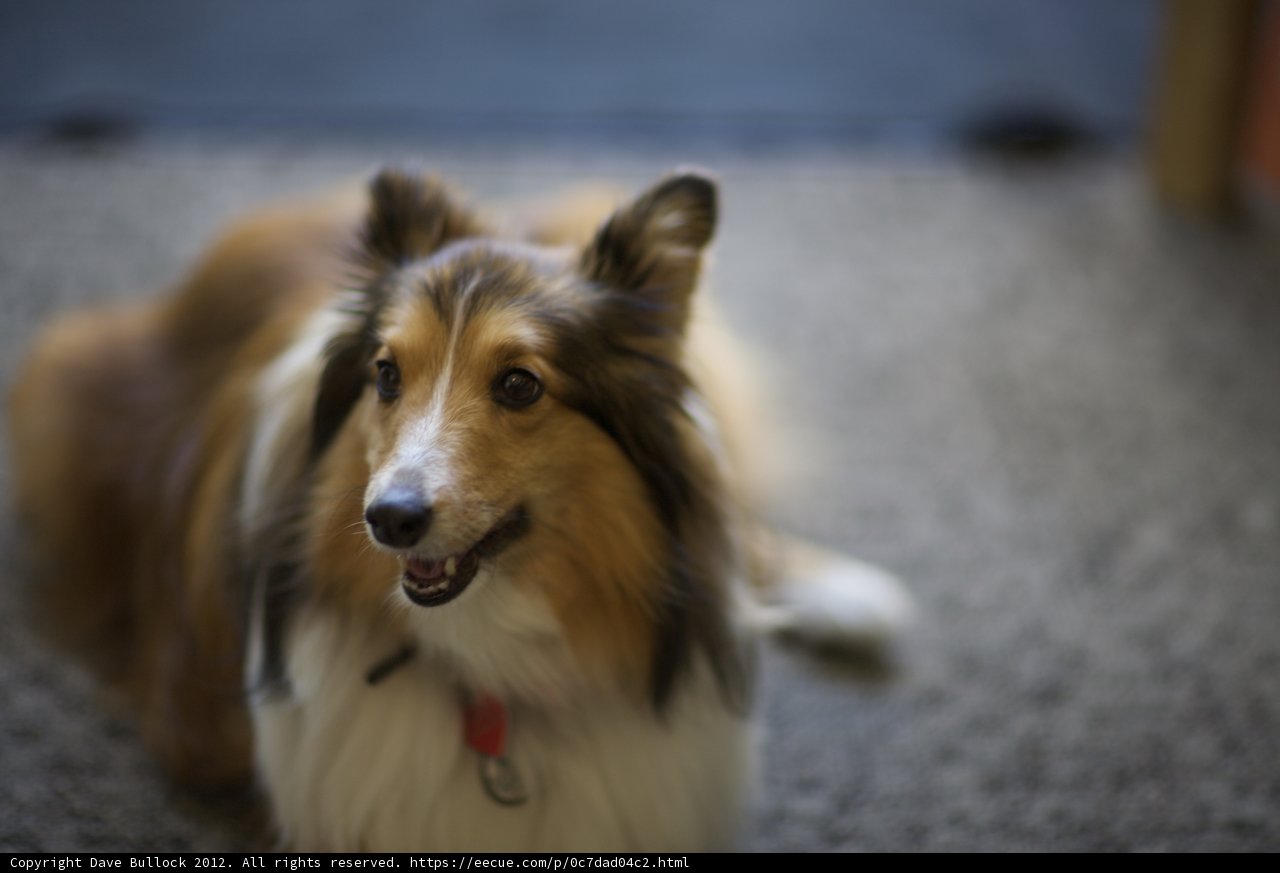 Loyal Collie Companion