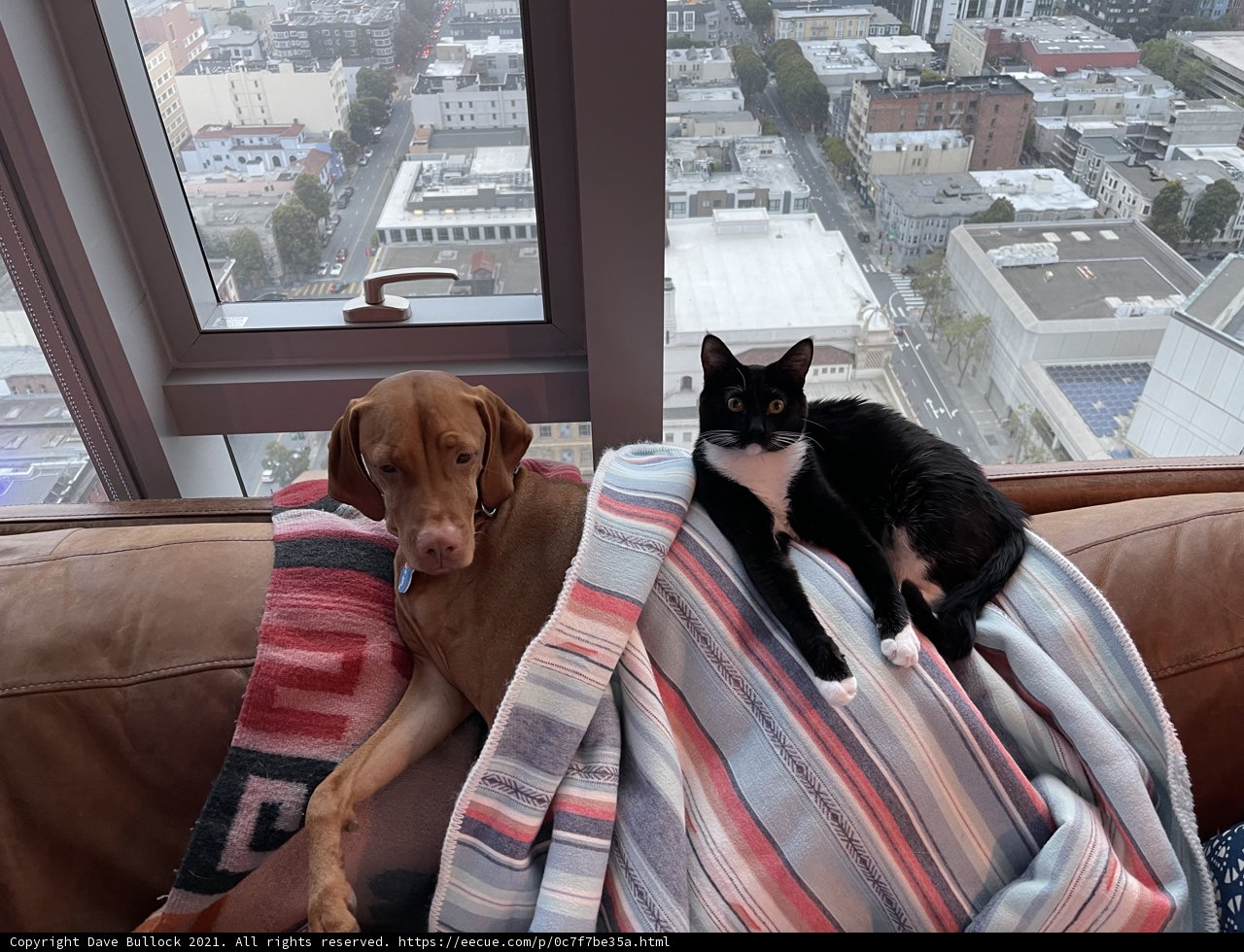 Cozy Companions
