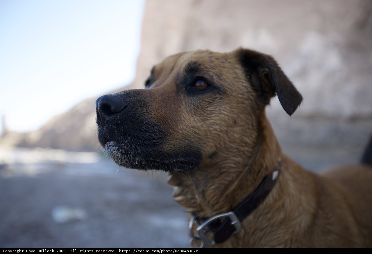 Sky Gazing Ridgeback