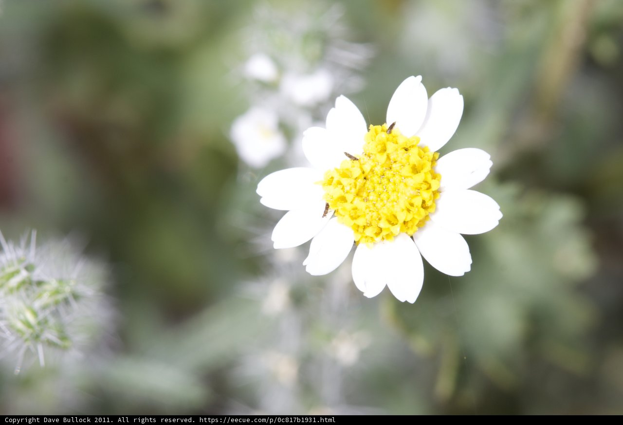 White Daisy with a Vibrant Yellow Center