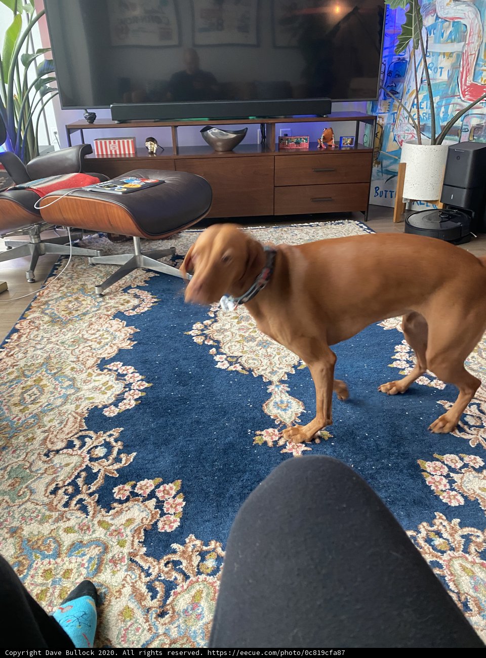 Canine Comfort in the Living Room