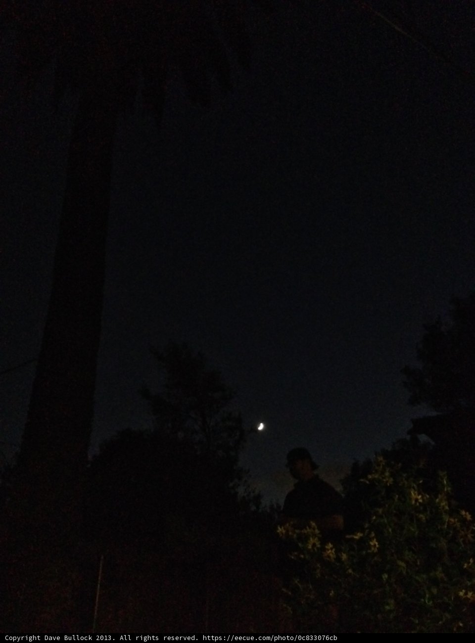 Moonlit Palm Tree