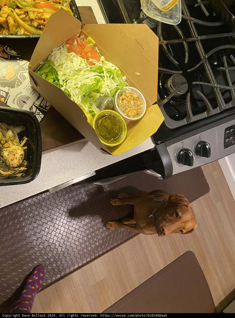 Fido's Lunch Date