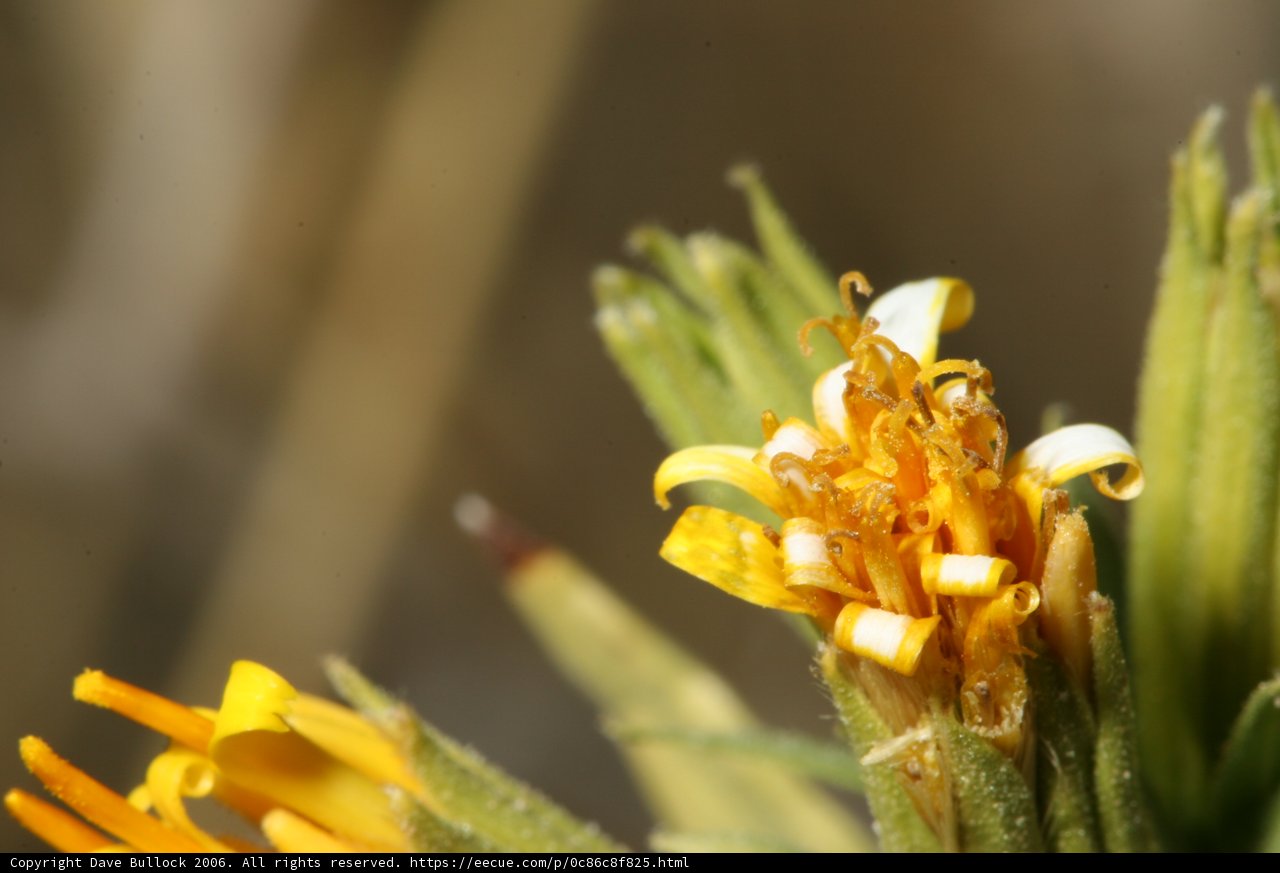 Beauty in Yellow