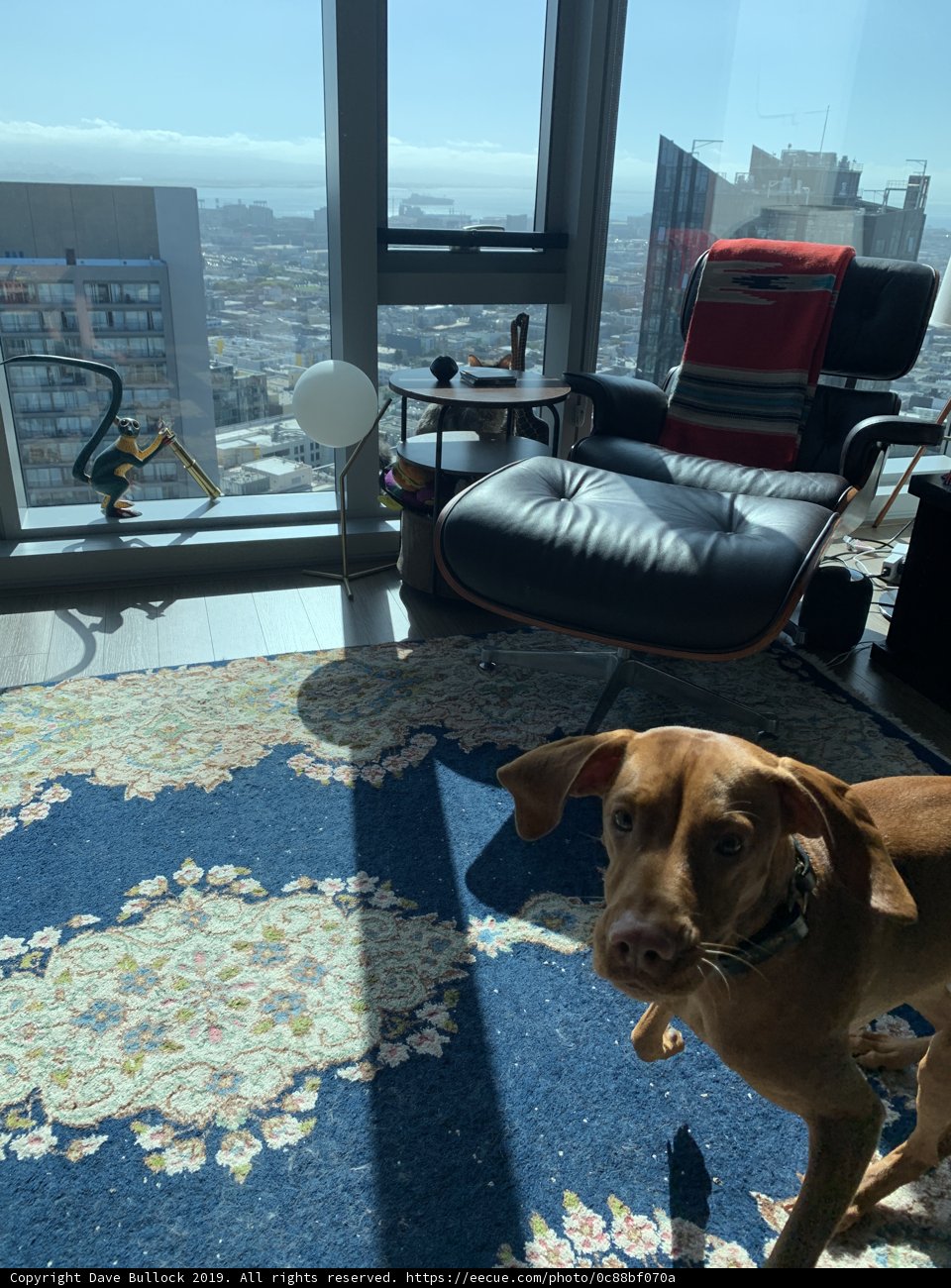 City Pooch Takes in the View