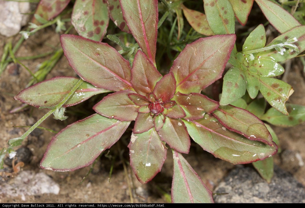 Red and Green Foliage