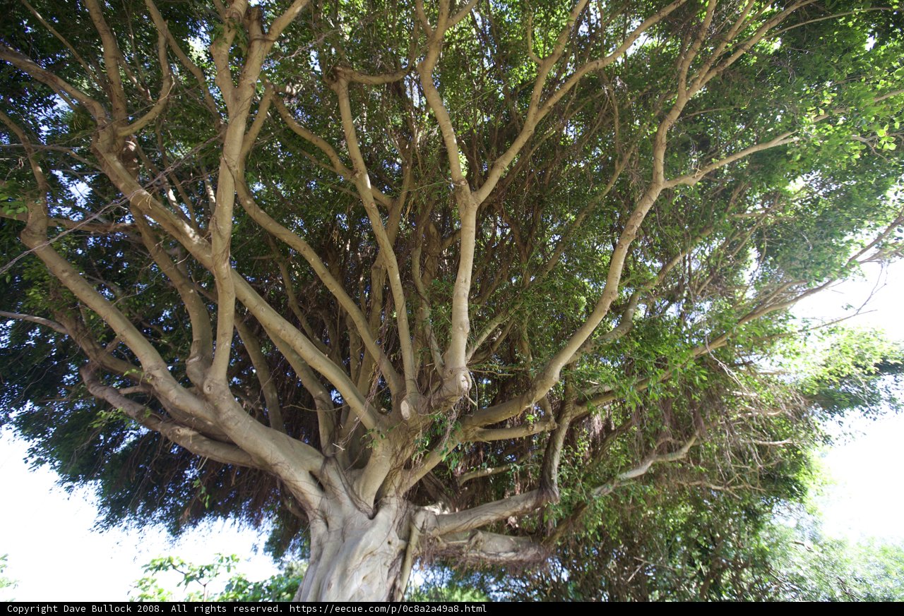 Majestic Tree with Abundant Branches and Leaves