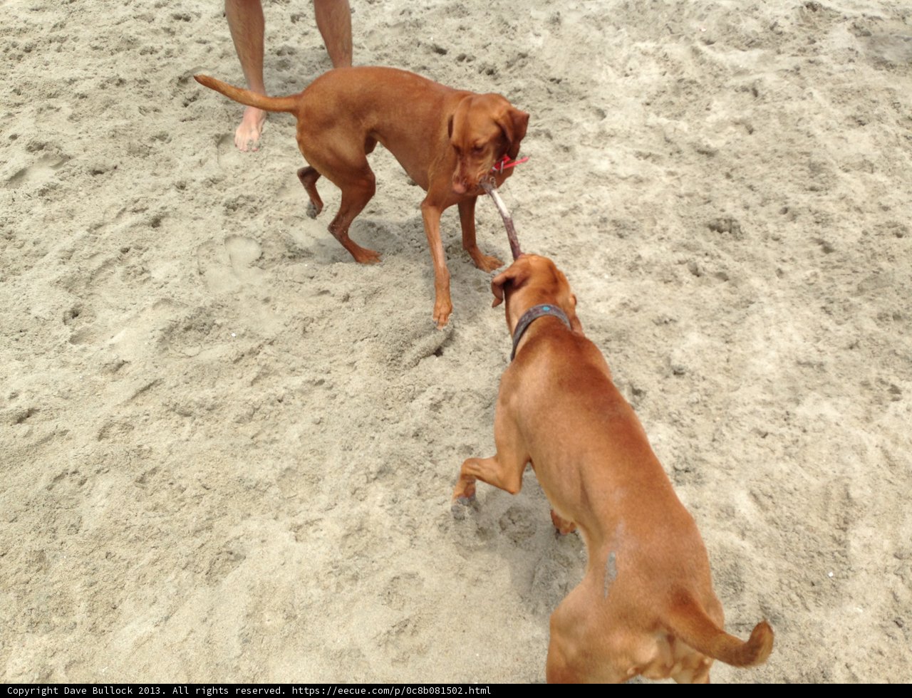 Playtime at the Shoreline