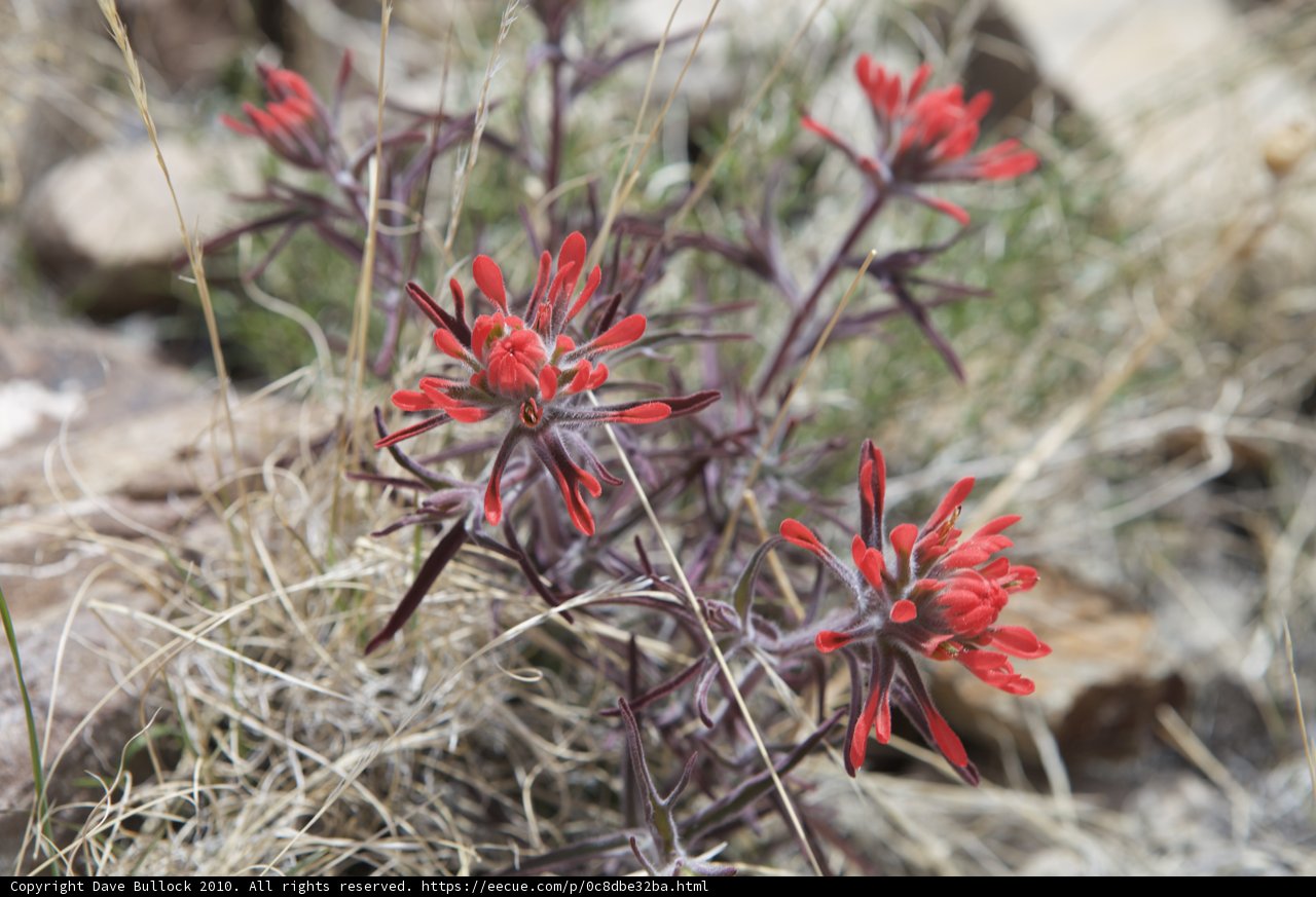 A Vibrant Red Flower in the Grass