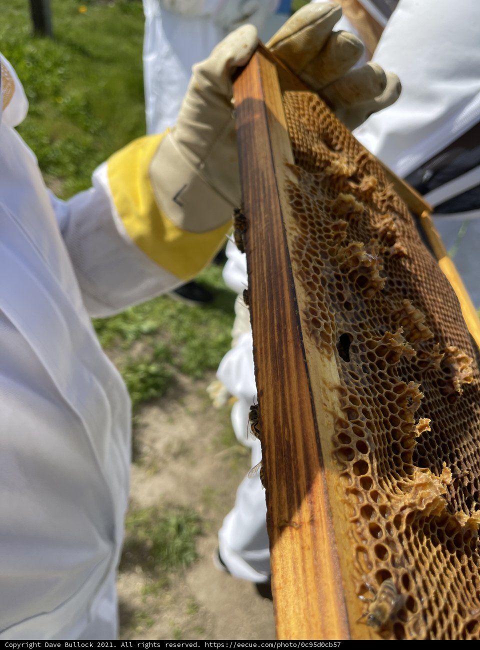 A Beekeeper and His Honeycomb Frame
