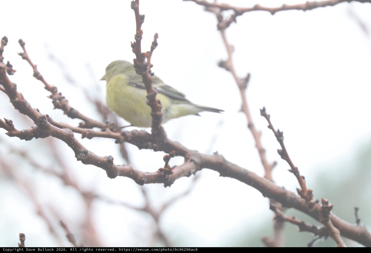 Yellow Finch Perched on Winter Branch