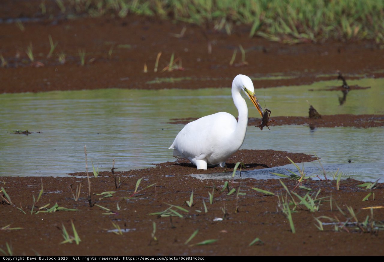 Great Egret Catching Prey in Shallow Wetland Waters