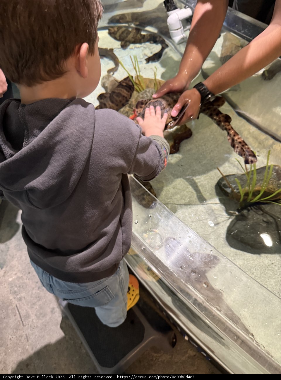 Curious Hands at the Aquarium