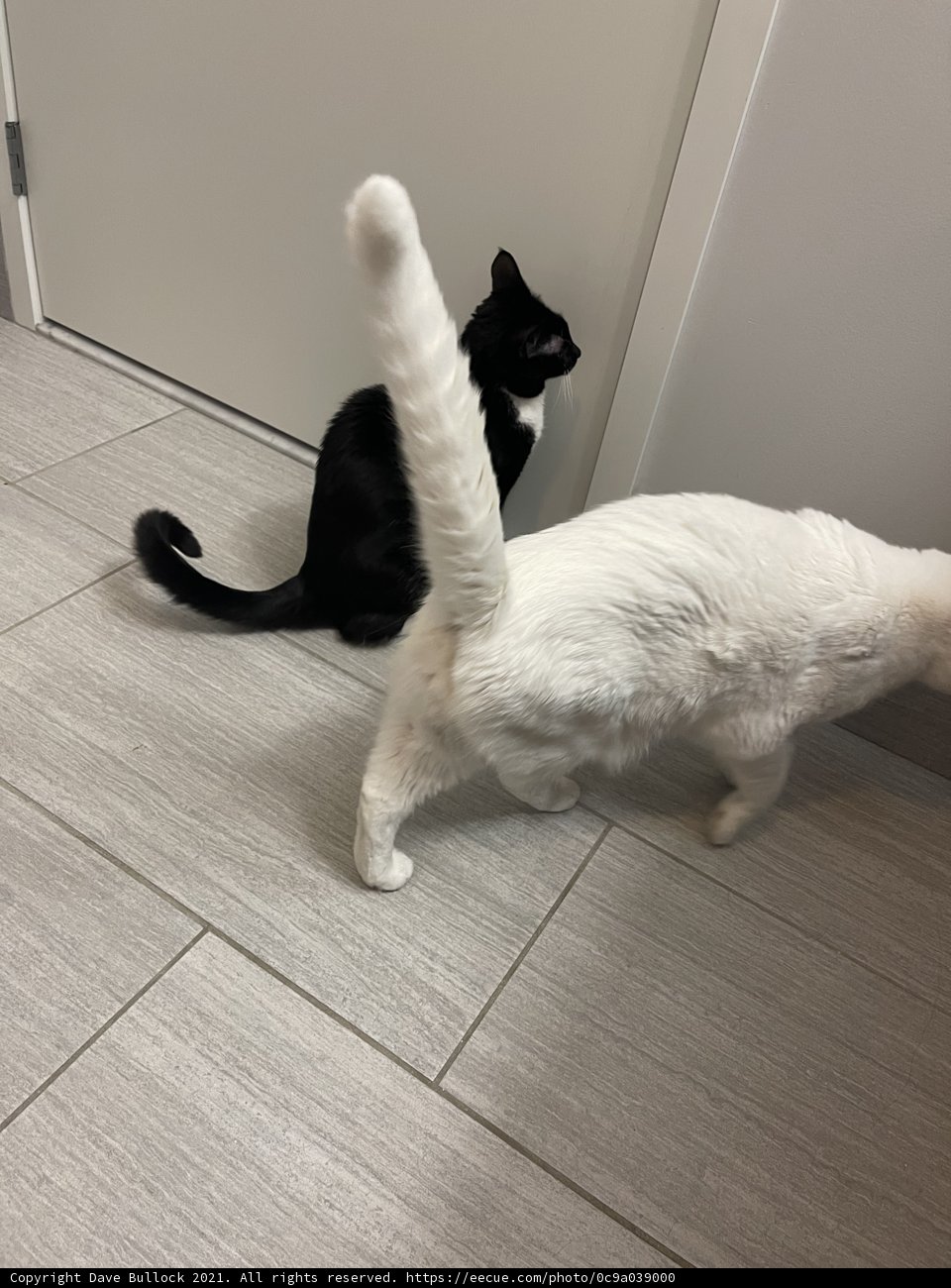 Feline Friends on Hardwood Floors