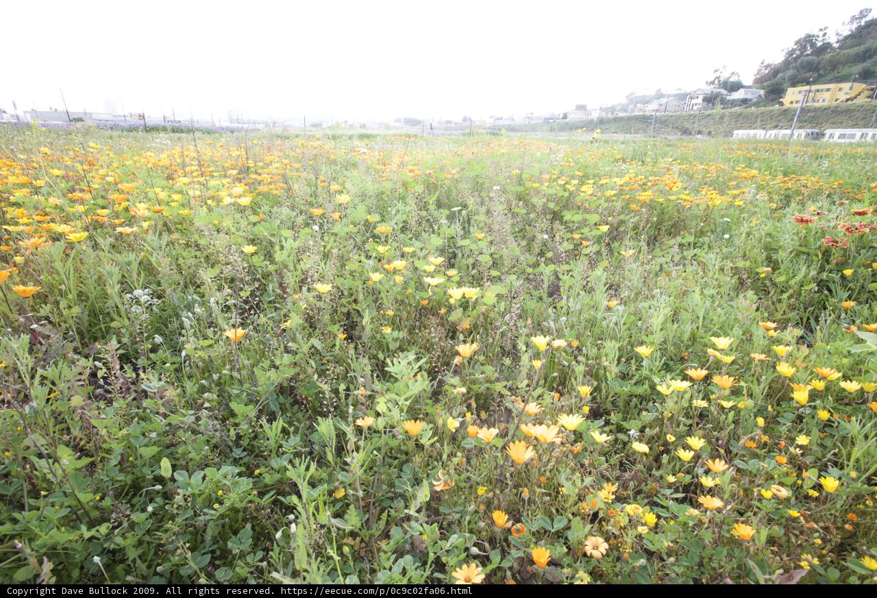 Urban Wildflowers