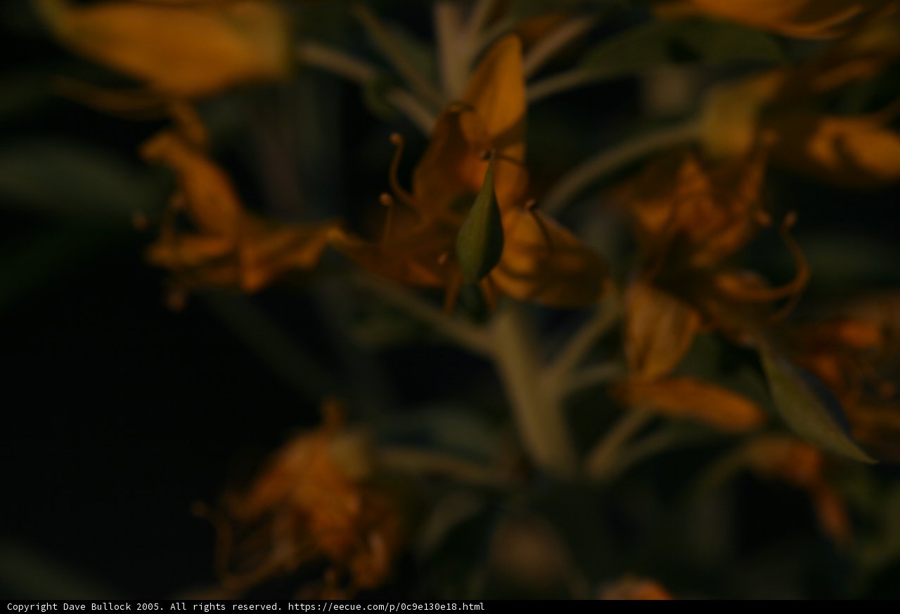 Bug on a Yellow Flower