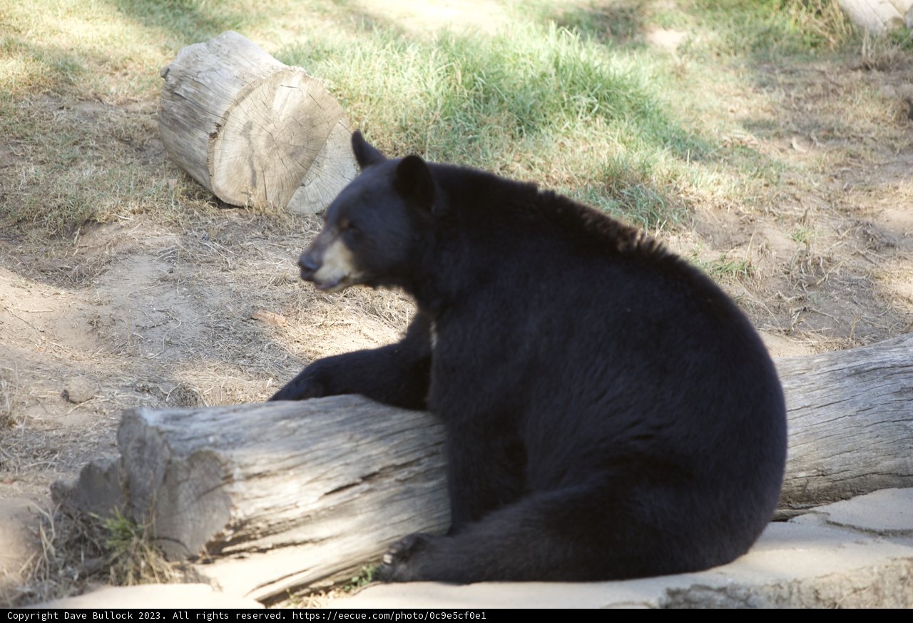 A Tranquil Moment in the Wilderness at SF Zoo