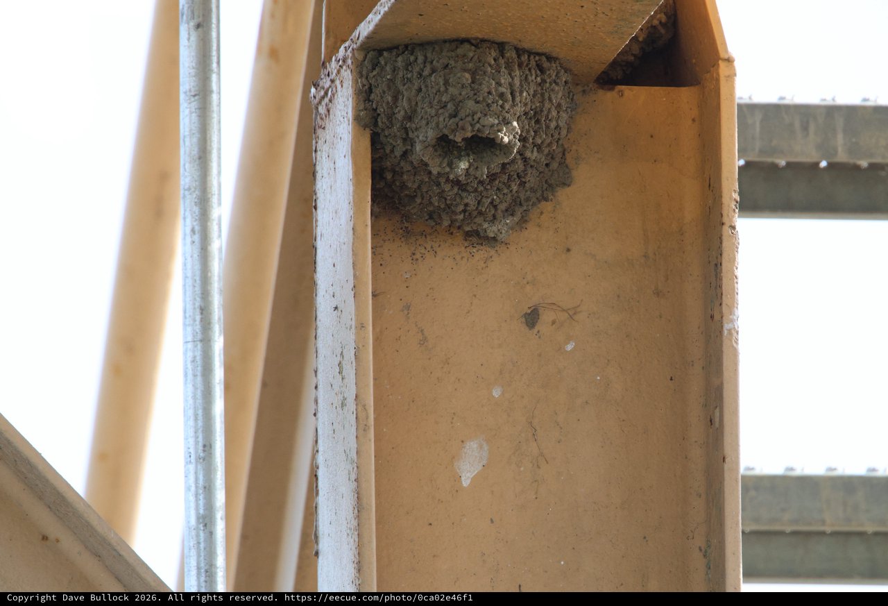 Cliff Swallow Mud Nest Under Wooden Structure