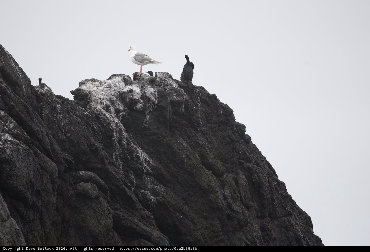 Seagull Reigns Over Rocky Coastal Outcrop
