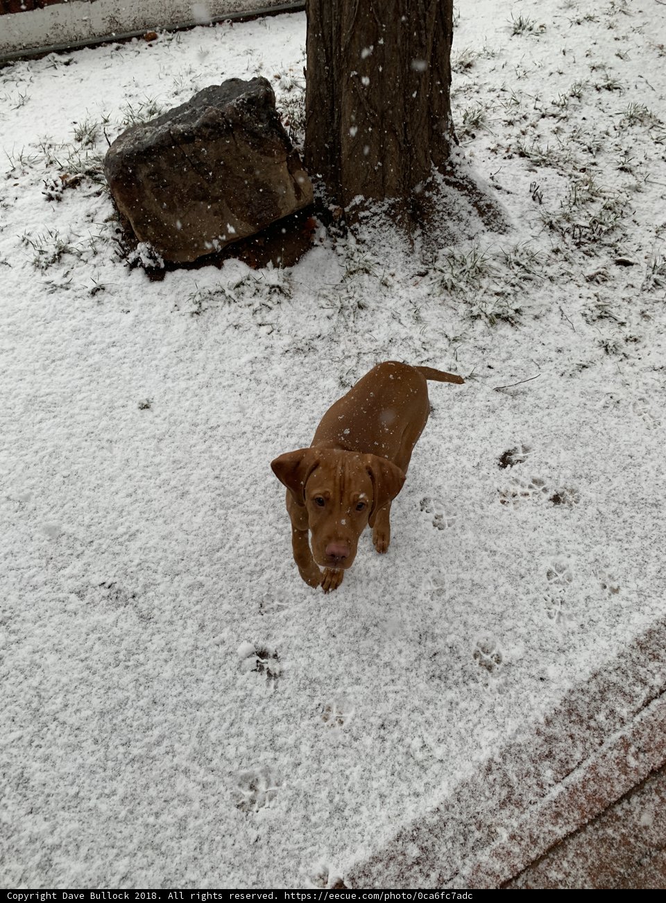 Winter Paws