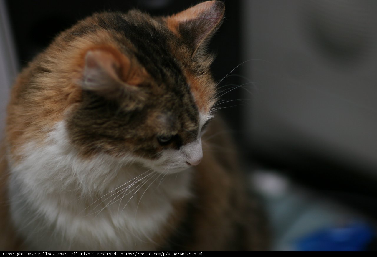Curious Cat