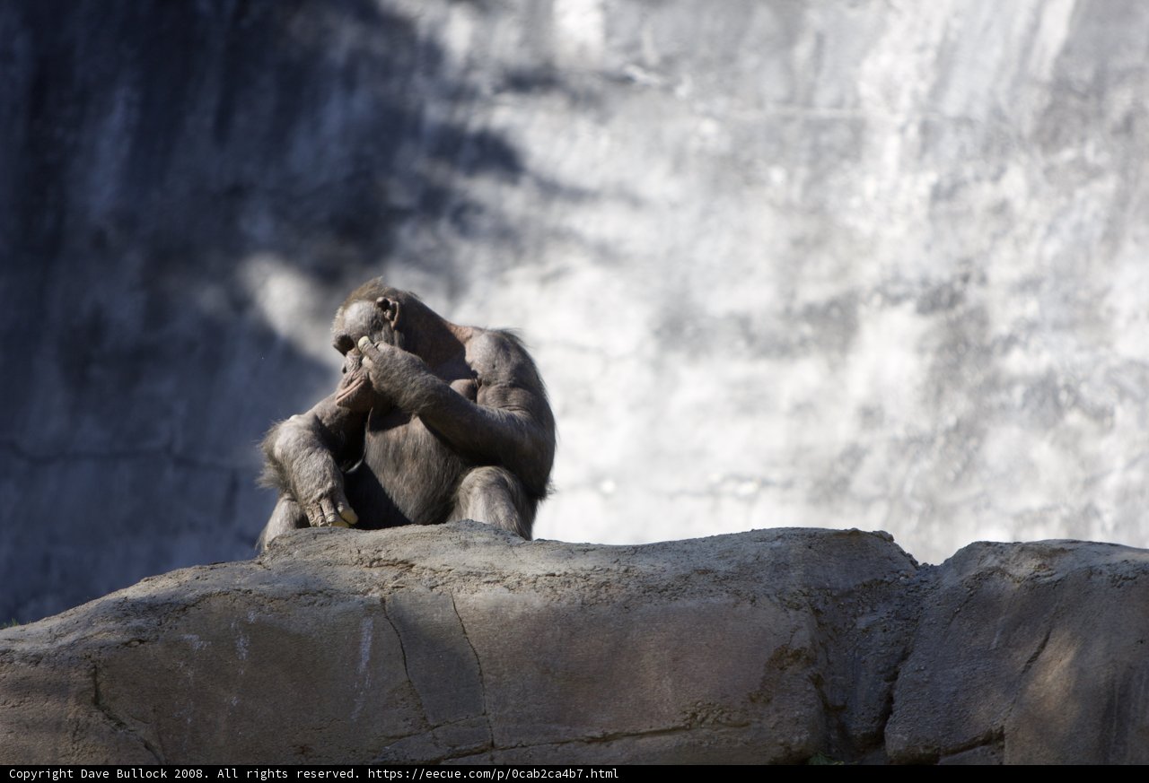Primate Pose