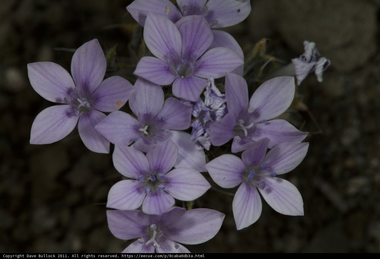 Purple Geraniums in Bloom