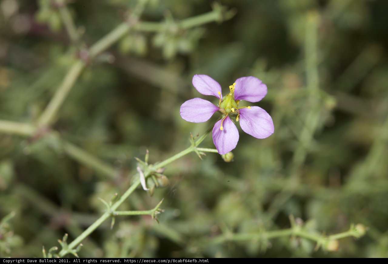 Purple Geranium Flower in Anza