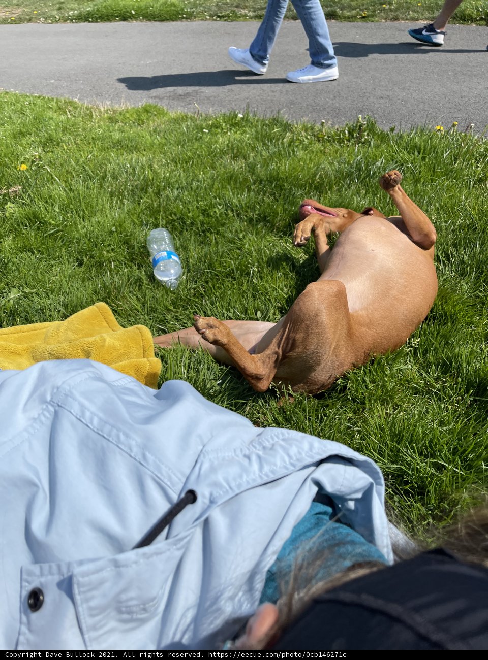 Lazy Day on the Grass